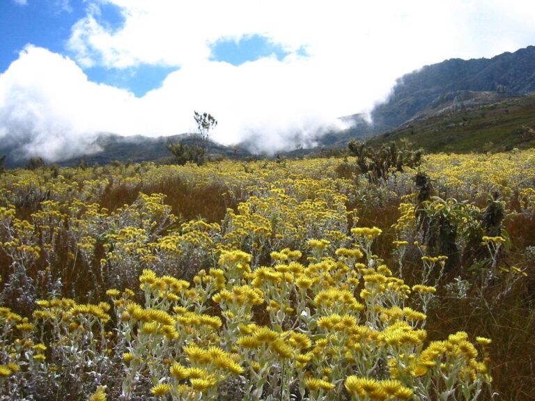 Wild flowers on Mulanje Mountain