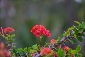 Flora of Mulanje Mountain